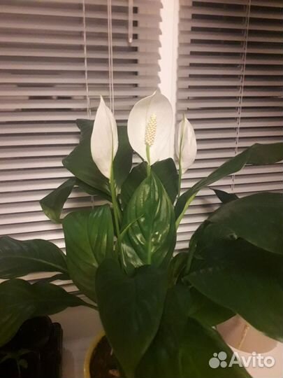 Спатифиллум