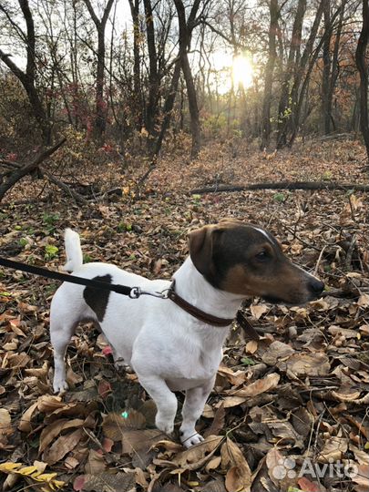 Кобель для вязки Джек Рассел