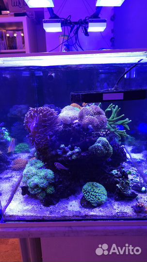 Морской аквариум 550л