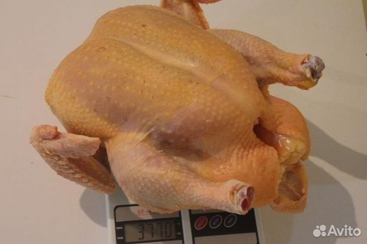 Куры бройлеры на мясо, тушки