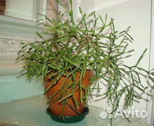 Кактусы и суккуленты