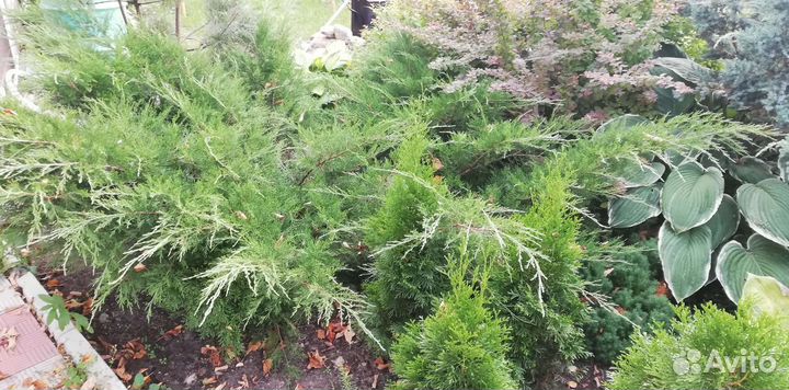 Можжевельник казацкий