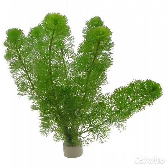 Аквариумные рыбки.обновление