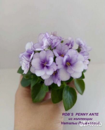 Детки и пасынки мини фиалок