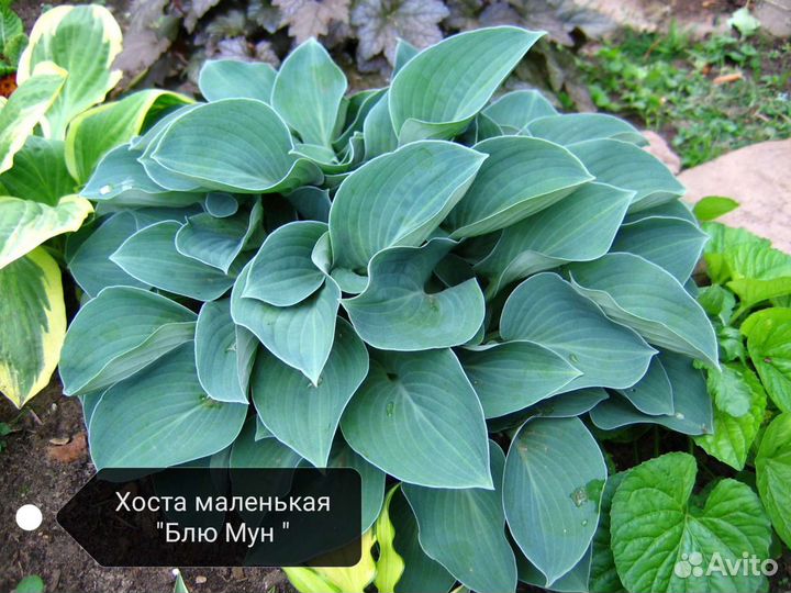 Хоста