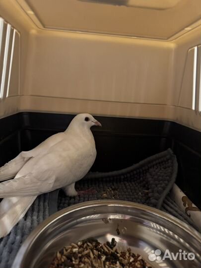 Голубь домашний