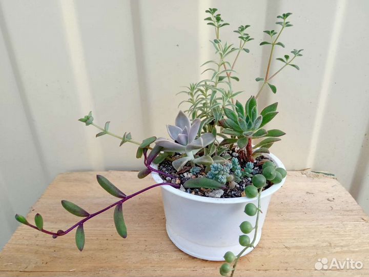 Суккуленты мини садик