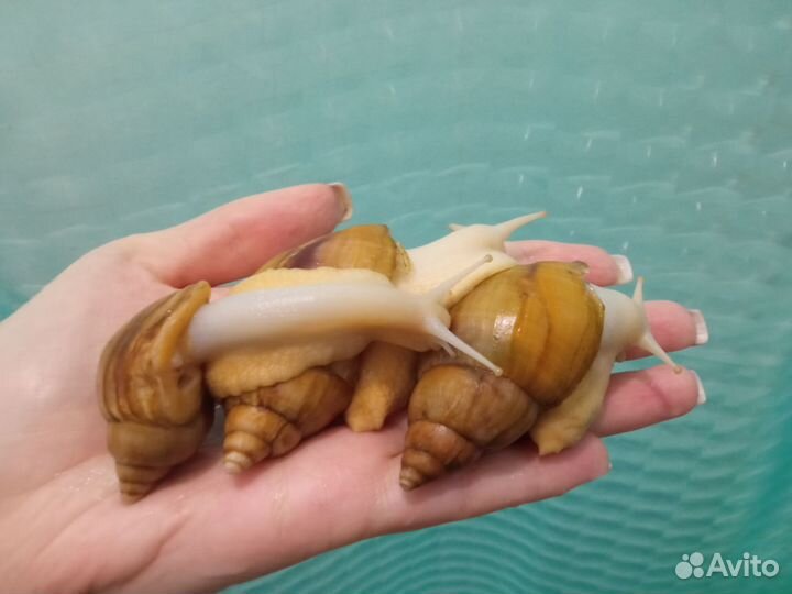 Улитки ахатины альбиносы