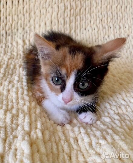 Чудесные котятки ищут дом