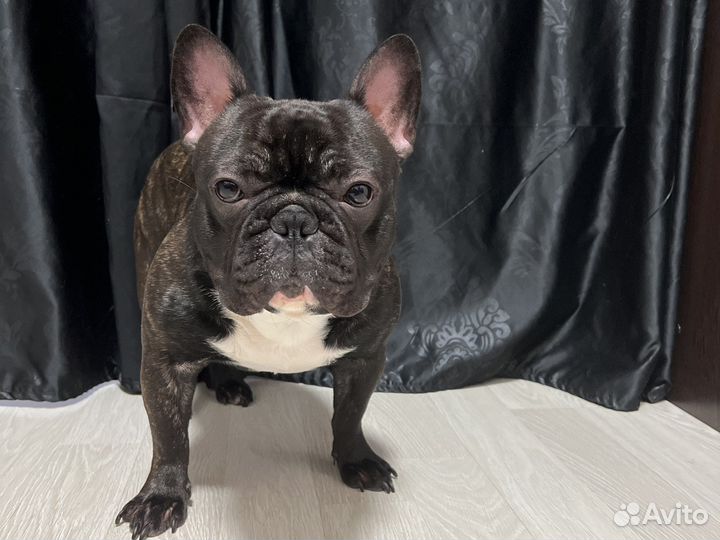 Ищем невесту для жениха