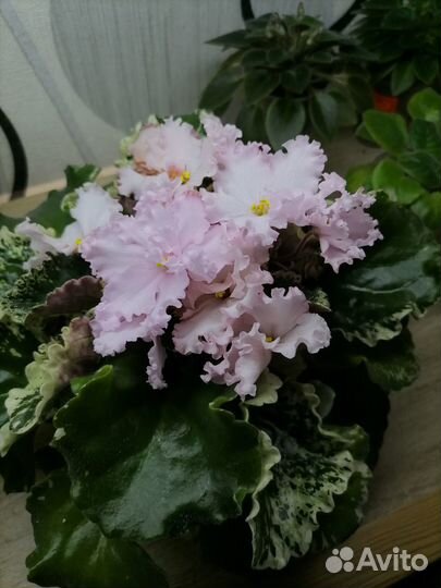 Сортовые фиалки взрослые стандарты