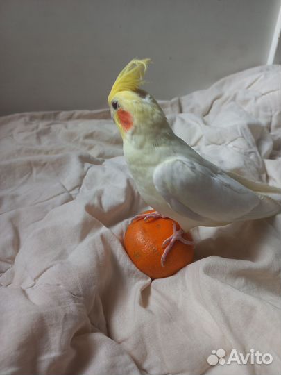 Попугаи кореллы