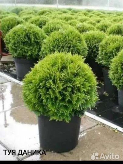 Туя Брабант Смарагд Даника