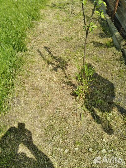 Сад и благоустройства