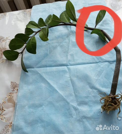 Замиокулькас