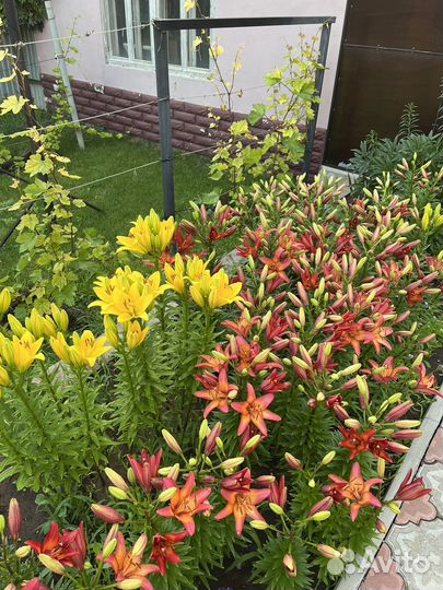 Лилия луковицы