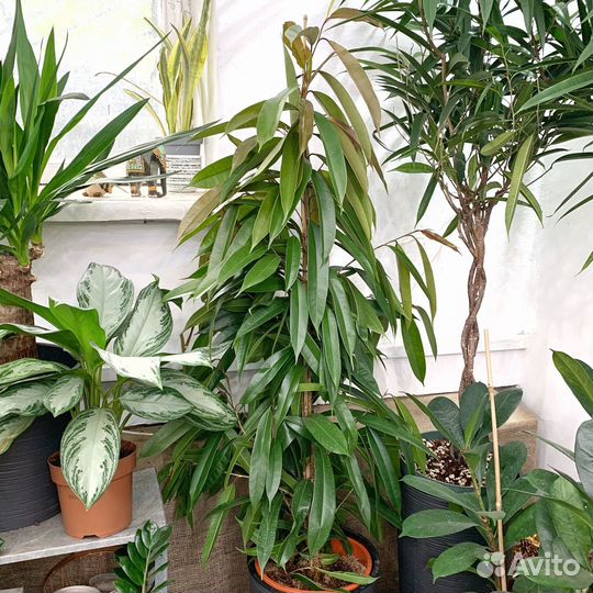 Фикус Амстел Кинг 140 см - 3 ствола