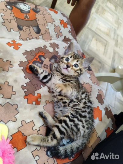 Бенгальские котята