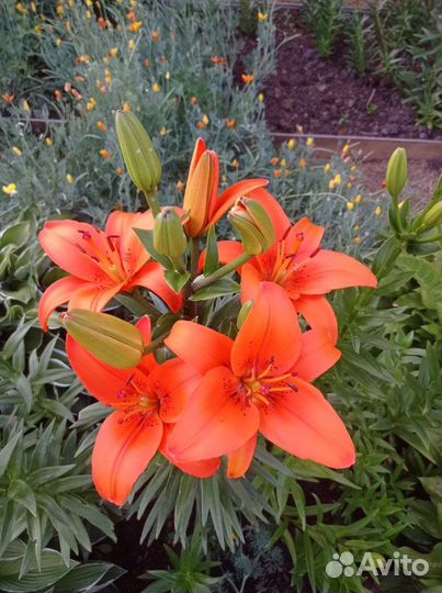 Букет из живых цветов лилия