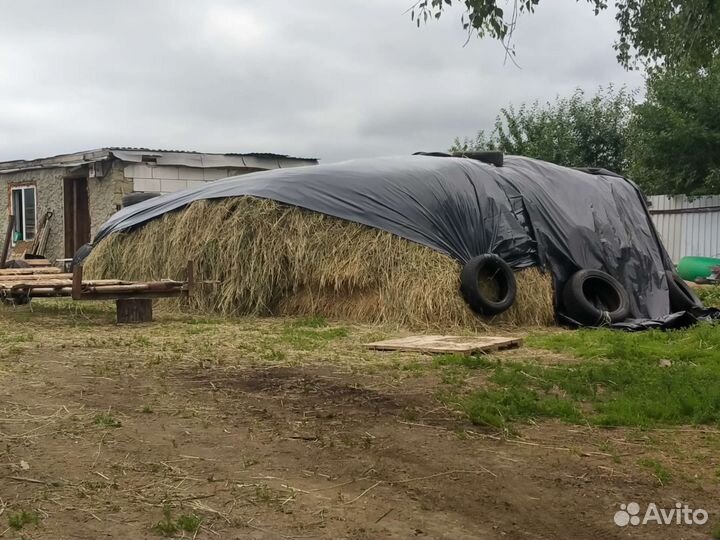 Сено россыпью