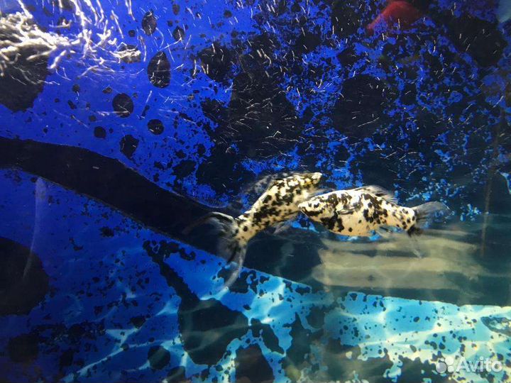 Малек моллинезии