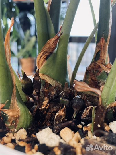 Алоказия лонгилоба, гагеана