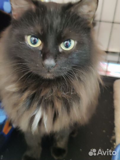Кошка ищет дом