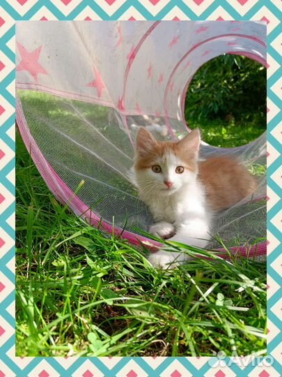 Котëнок в дар бесплатно