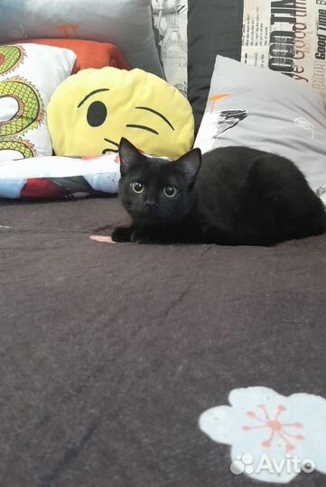 Передержка Гостиница Зооняня Догситтер Выгул