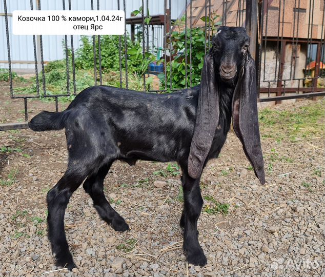 Козы камори