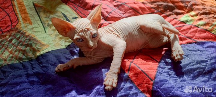 Канадский сфинкс котенок