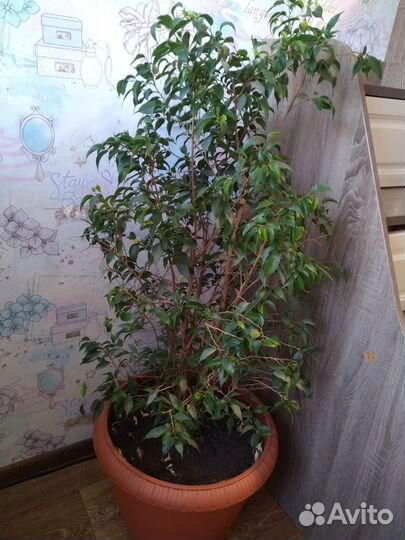 Фикус бенджамина