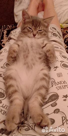 Котята 2 месяца