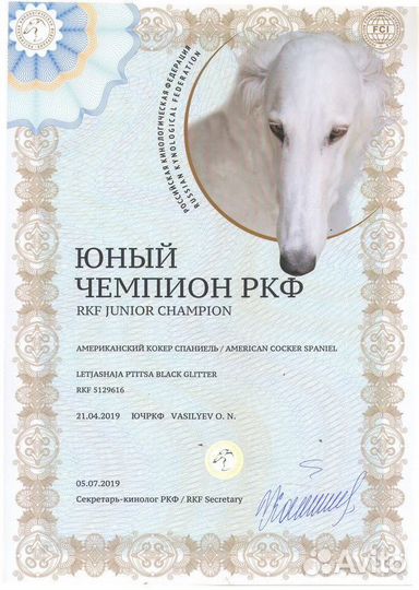 Щенки американского кокера