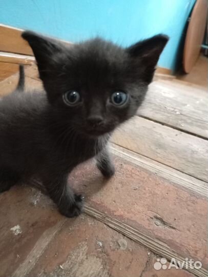 Котята