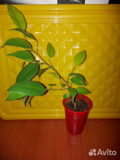 Фикус бенджамина