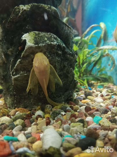 Аквариумные рыбки