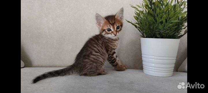 Котята в дар
