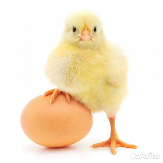 Инкубационное яйцо кур несушек, цыплята