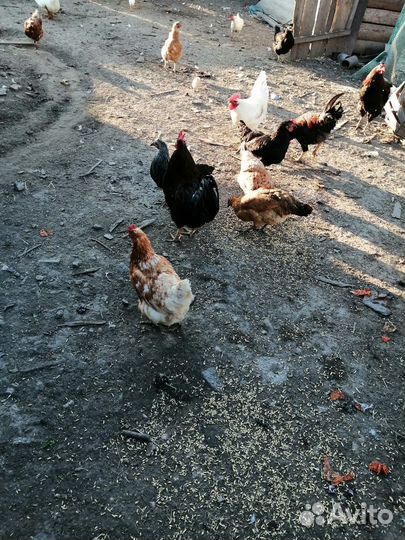 Куры несушки продам