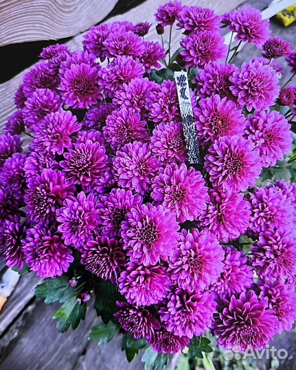 Хризантемы мультифлора