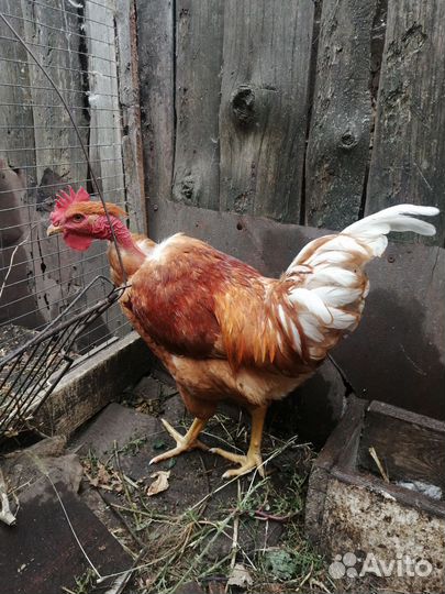 Молодой голошейный петух