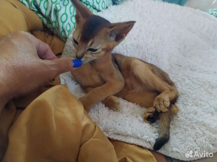Абиссинские котята