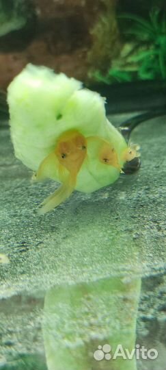 Золотой Анциструс L144 вуаль