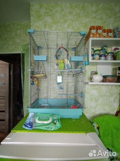 Волнистые попугаи вместе с клеткой