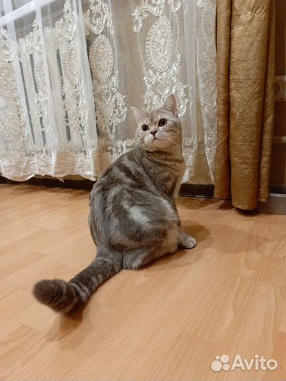 Кот в добрые руки