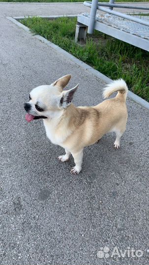 Вязка собак чихуахуа