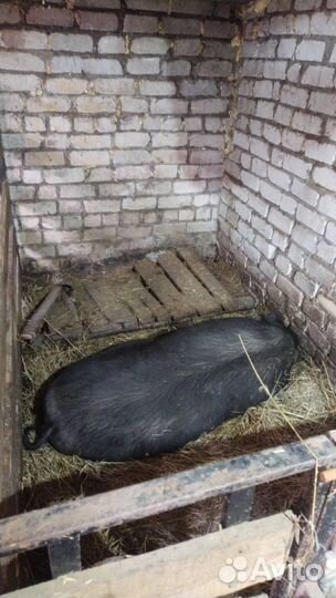 Вьетнамская вислобрюхая свиноматка