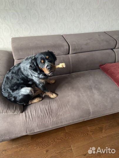 Вязка Бритонский эпаньоль