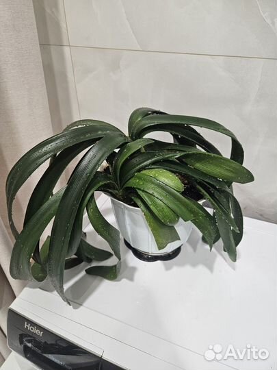 Комнатные цветы бесплатно